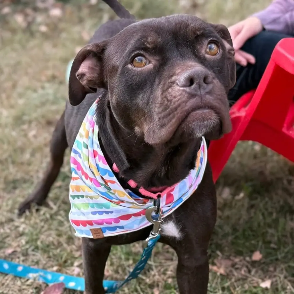 Help Old Dominion Humane Society Rescues at Trivia for a Cause at Brock’s Riverside Grill – March 18