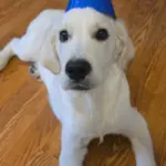 inbound1141547279030502851