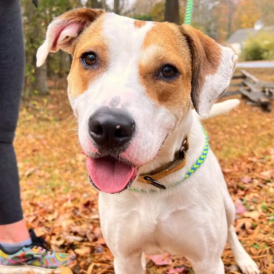 Weekly Hikes with Old Dominion Humane Society Rescue Dogs