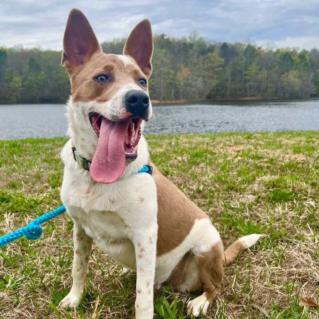 Meet Old Dominion Humane Society Rescue Dogs at PetSmart Cosner’s Corner “Adopt Joy” Dog Adoption Pop Up, June 27