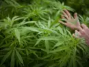 marijuana22145