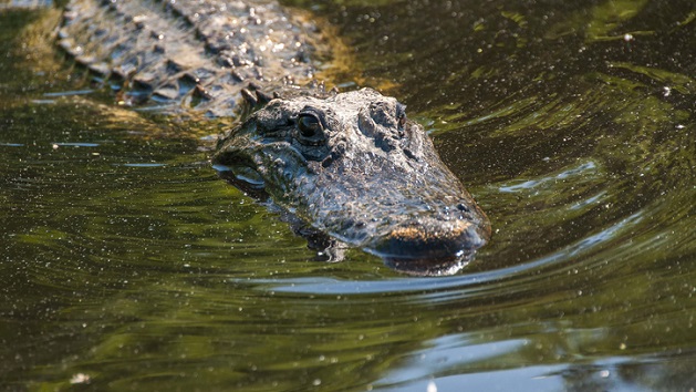 gettyimages_alligators_081522