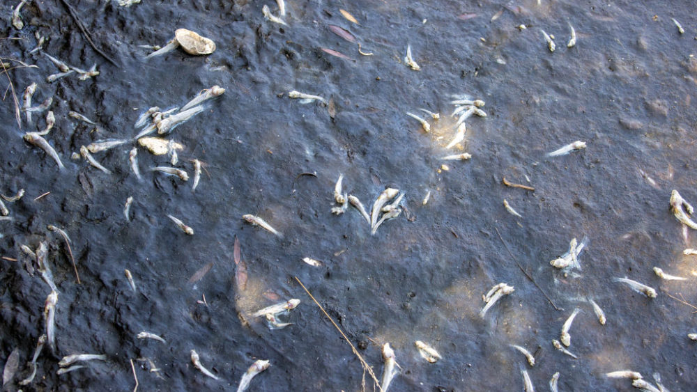 gettyimages_lakemerrittfish_083122