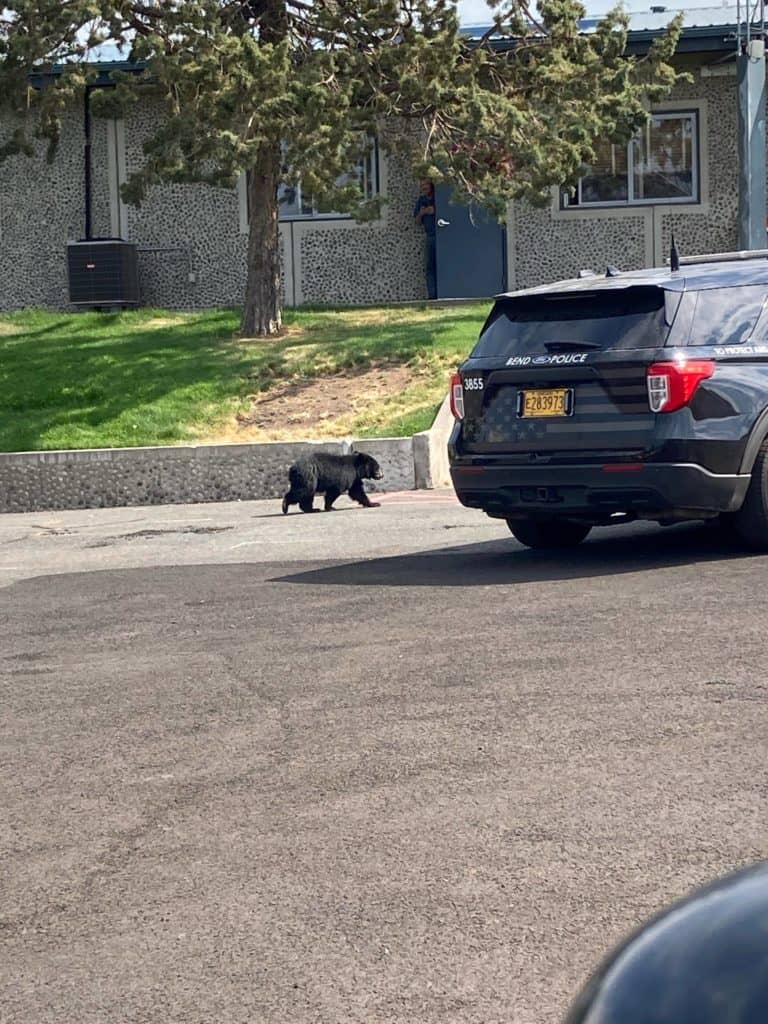 little_bear-rotated-1