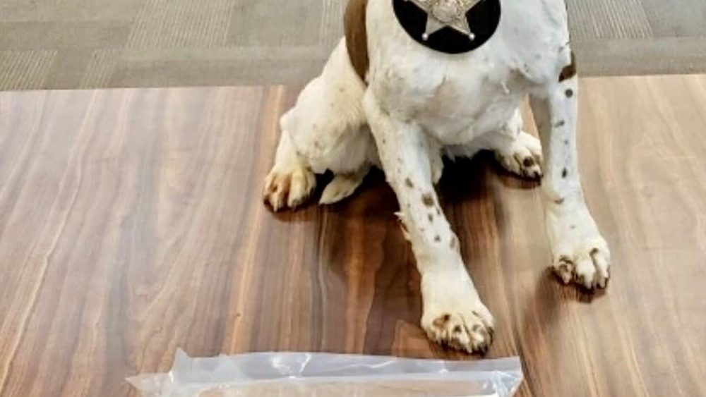 k9_marley-fentanyl_seizure_09282022-2