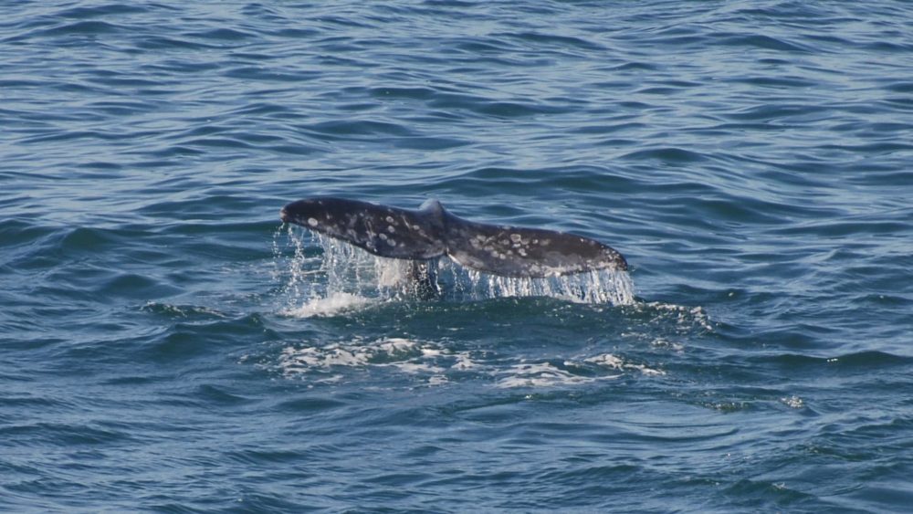 whale_tail