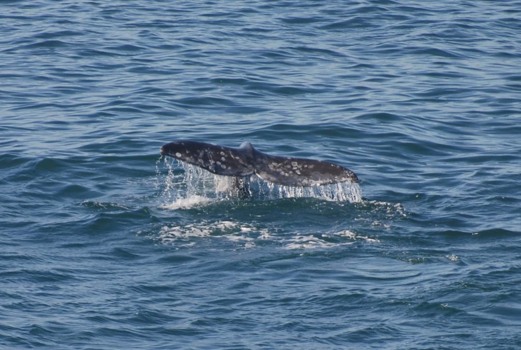 whale_tail