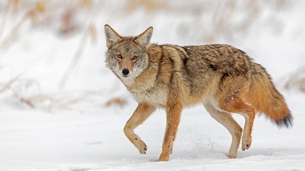 gettyimages_coyote_013123640824