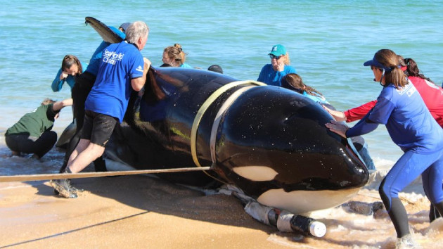 whale-rescue-main_1673511857260_hpmain_16x9_99228129