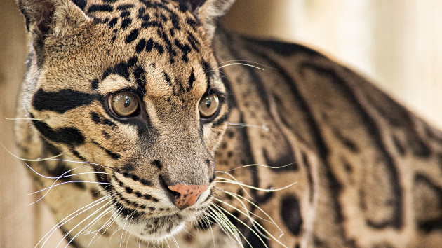 gettyrf_11323_cloudedleopar