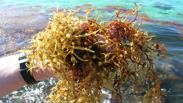 gettyrf_31523_seaweedbloom901197