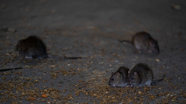 gettyimages_rats_04122386611