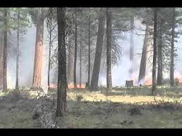 prescribed-burns935717
