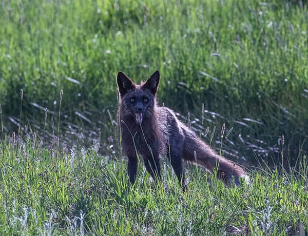 fox677358