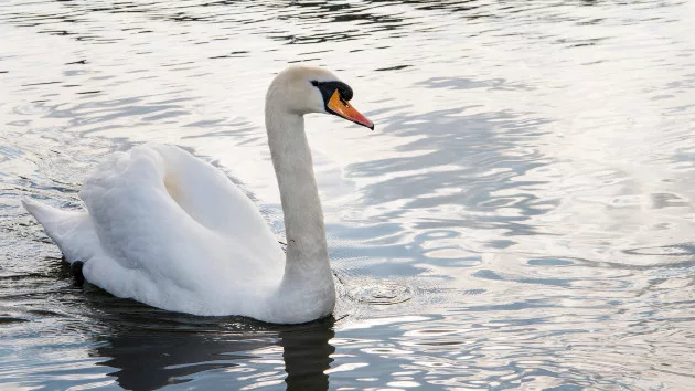 gettyrf_6123_swan55168