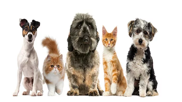 090617_thinkstock_pets795517