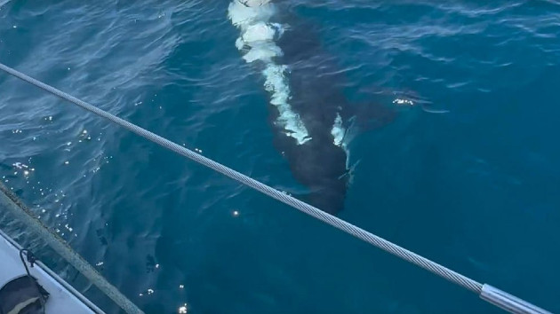 orca1-ht-ml-230623_1687519036584_hpembed_25x14_99228129631351