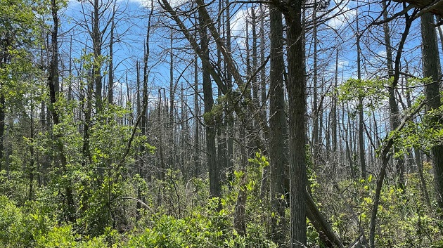 ghost-2-abc-er-230706_1688672409482_hpembed_4x3_1600263939