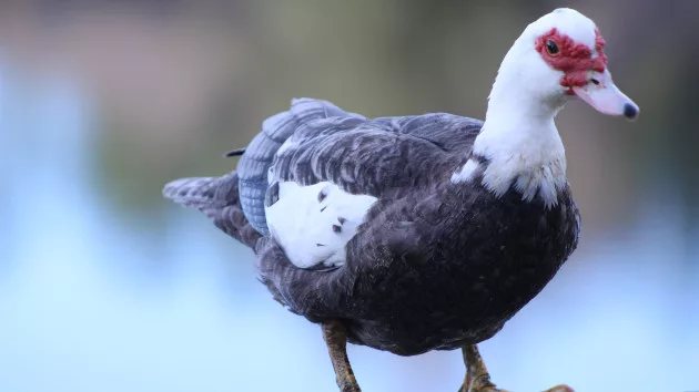 gettyrf_72523_muscovyduck179120