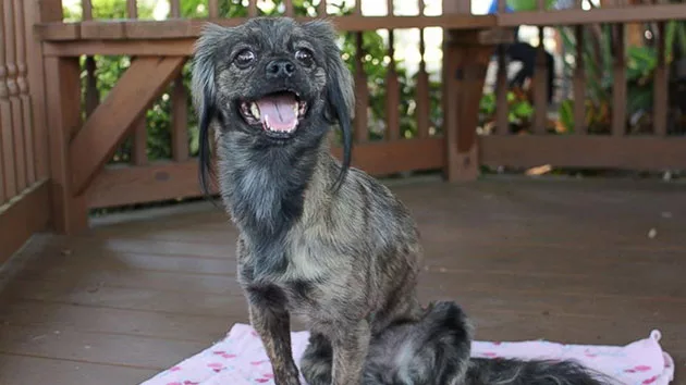 ht_dog_cf_160505_4x3_992919773