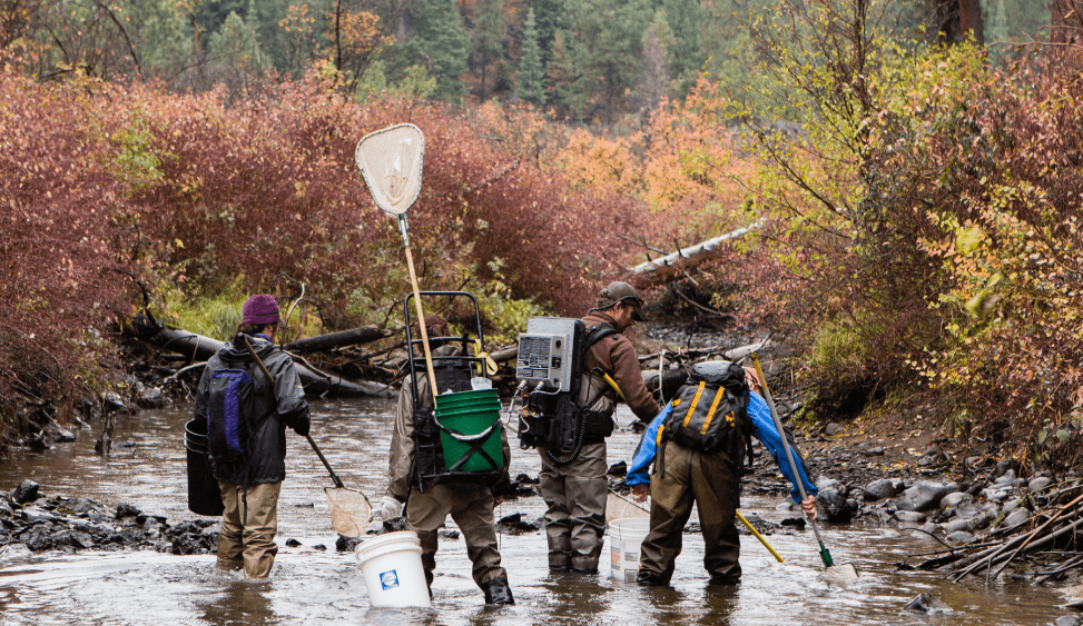 drc_fall_fish597440