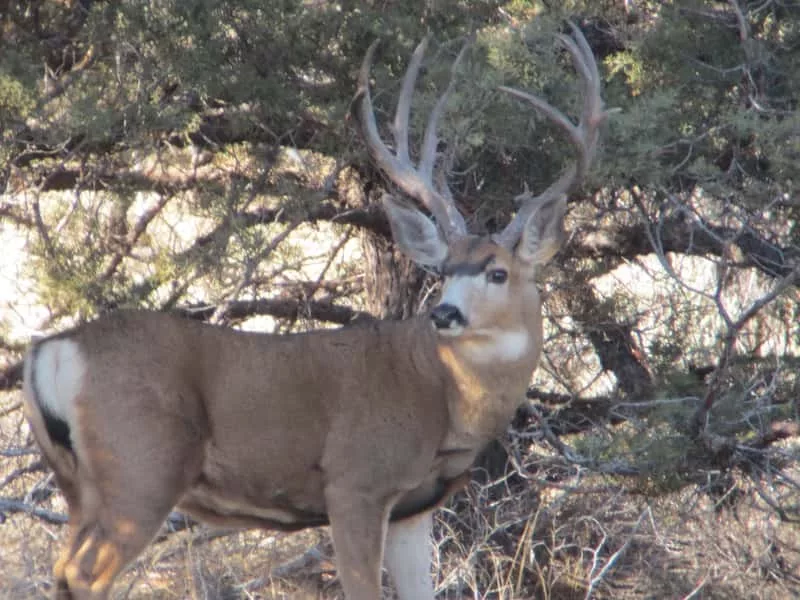 mule-deer-osp74429