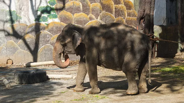 getty_120123_malielephant658886