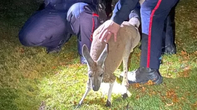 canada-kangaroo_1701776805016_hpmain210173