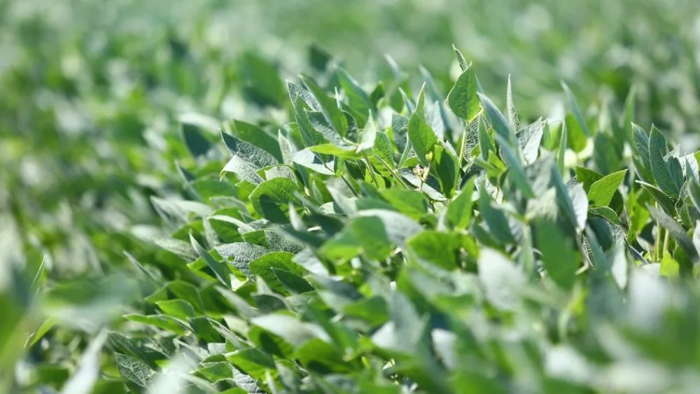 ua-cooperative-extension-service-1000x563191487-1