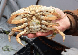 crab919017