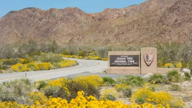 joshuatree_1706686625217_hpmain93017