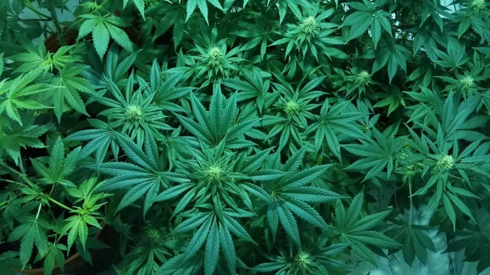marijuana-g46daa51db_1920-pixabay-free-for-commercial-use-1000x563747004-1