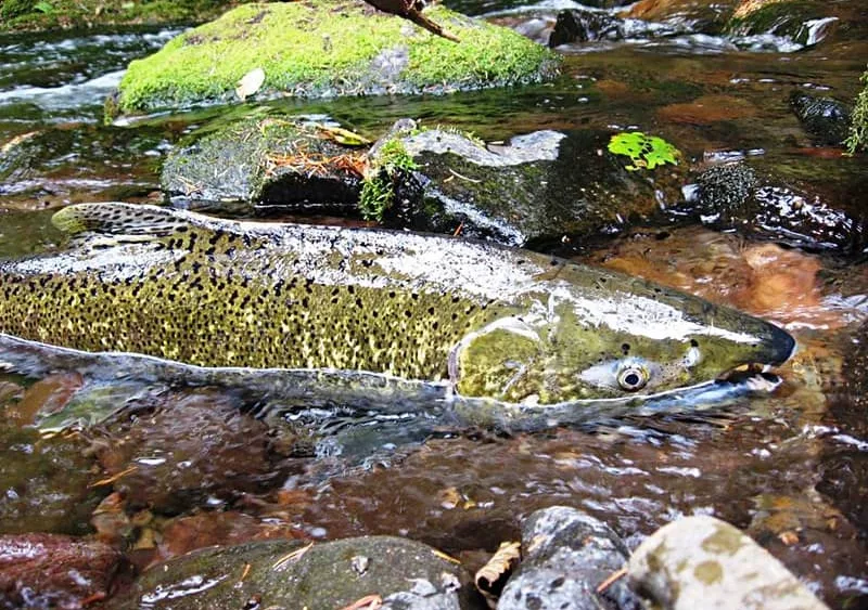 salmon861755