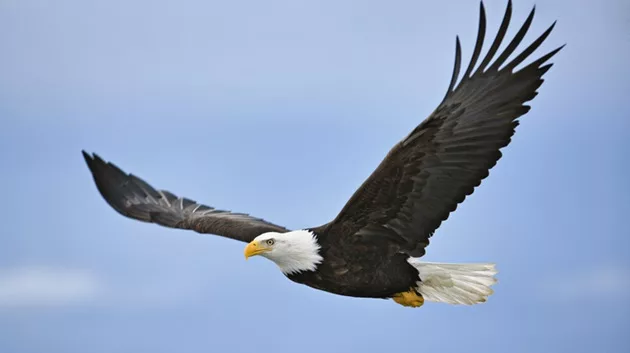 gettyimages_baldeagle_020624841136