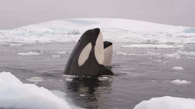 gettyrf_2724_killerwhalesice978527