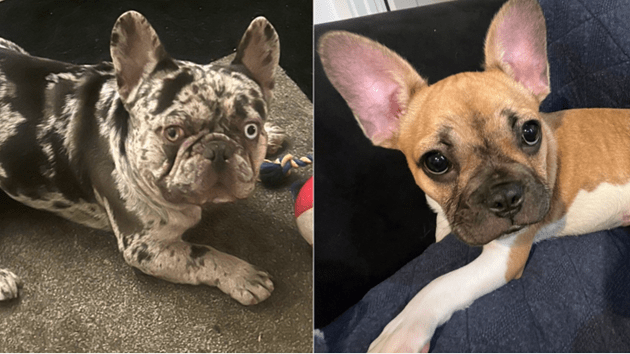 alizachariateffineyworthy_bulldogs_021424347616