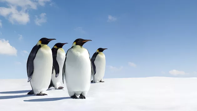 istock_071121_penguins356020