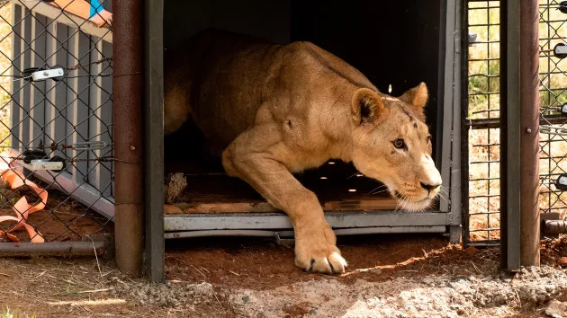 lion2-ht-ml-240220_1708431343981_hpembed_3x2358446