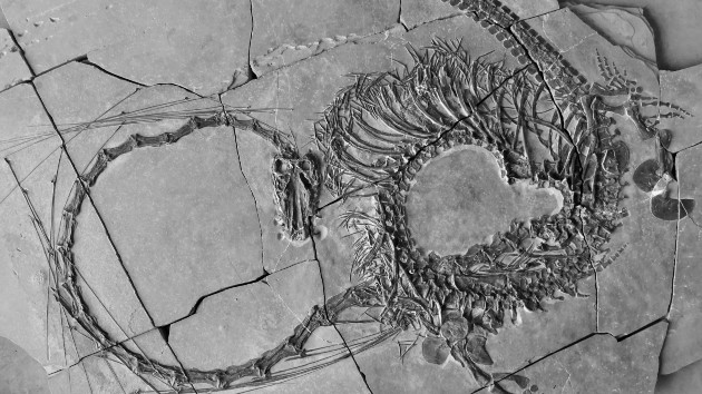 dinocephalosaurus_orientalis_1708674643683_hpmain_4x3737129