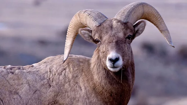 gettyimages_bighornsheep_03142413337