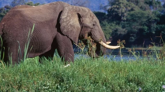 gettyimages_elephant_040324362377