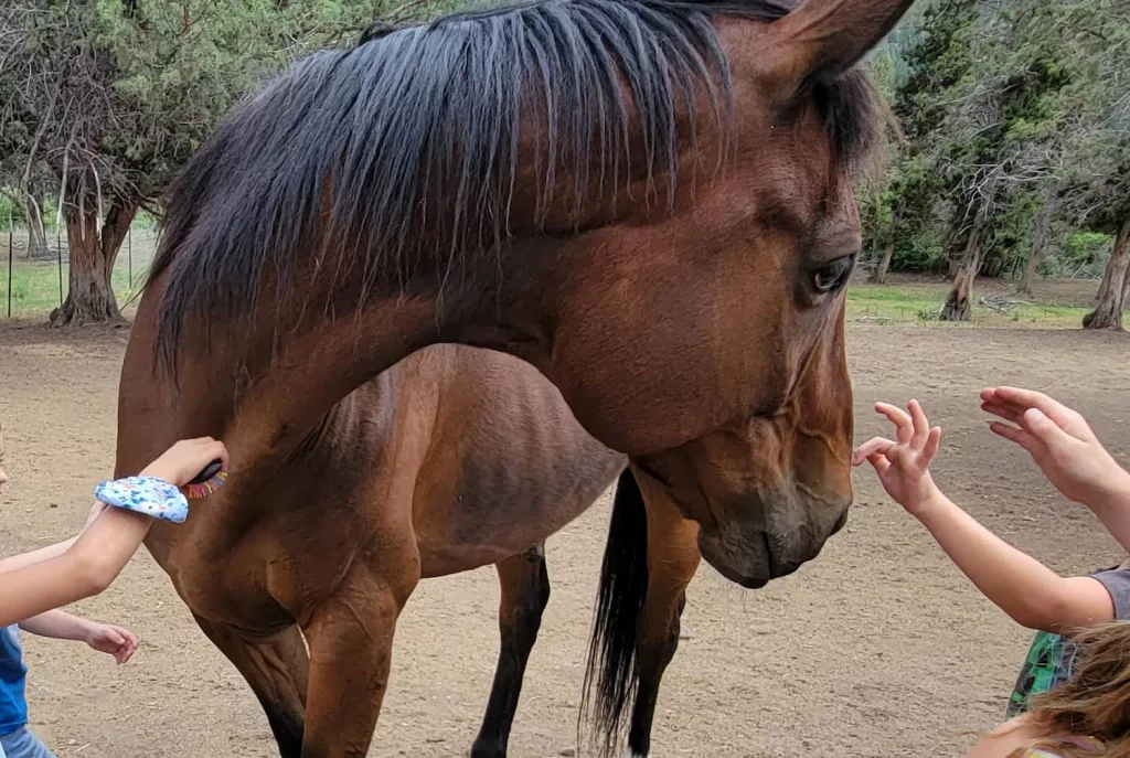 horses-on-the-ranch450376