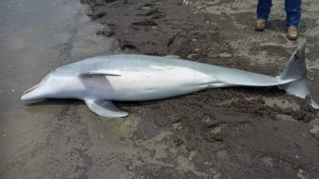 dolphin_1713948685124_hpmain678048