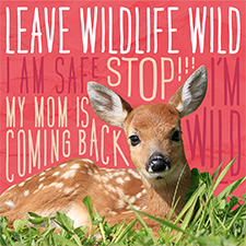 odfw-leavewildlifewild-2023-refresh-final-deer_225456451