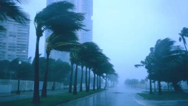 gettyrf_52324_palmtreesstorm464833