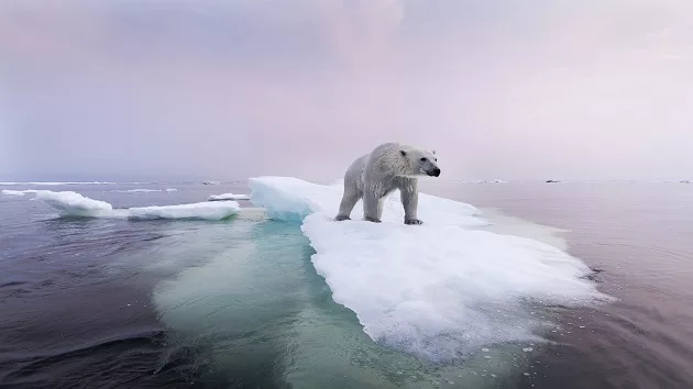 getty_061324_hudonbaypolarbear-stock872637
