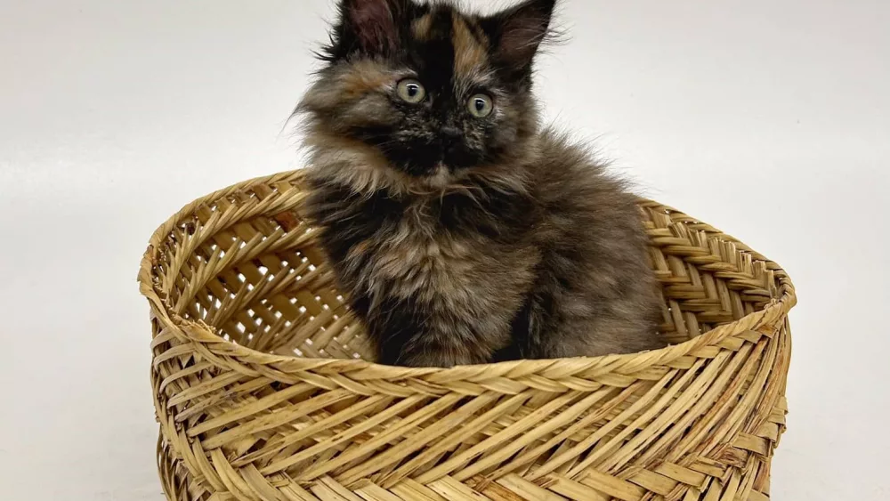 cinder-plays-in-basket_hscoorg780349