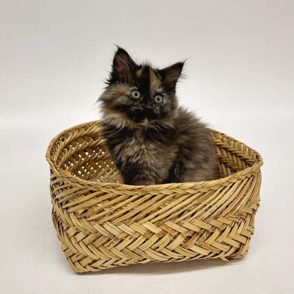 cinder-plays-in-basket_hscoorg780349