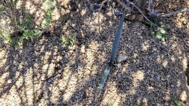 seedling-2-ht-er-240613_1718311424688_hpembed_4x3305907