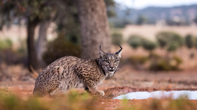 gettyrf_062124_iberianlynx354257